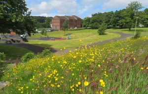 Wild flowers Barrhead
