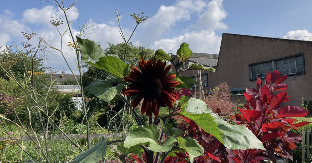 new victoria park flower show
