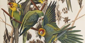 Paper Birds