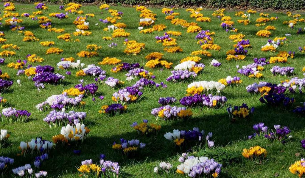 Crocus Display. The Meadows. Edinburgh in Springtime