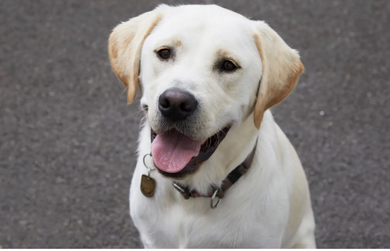 guide dogs